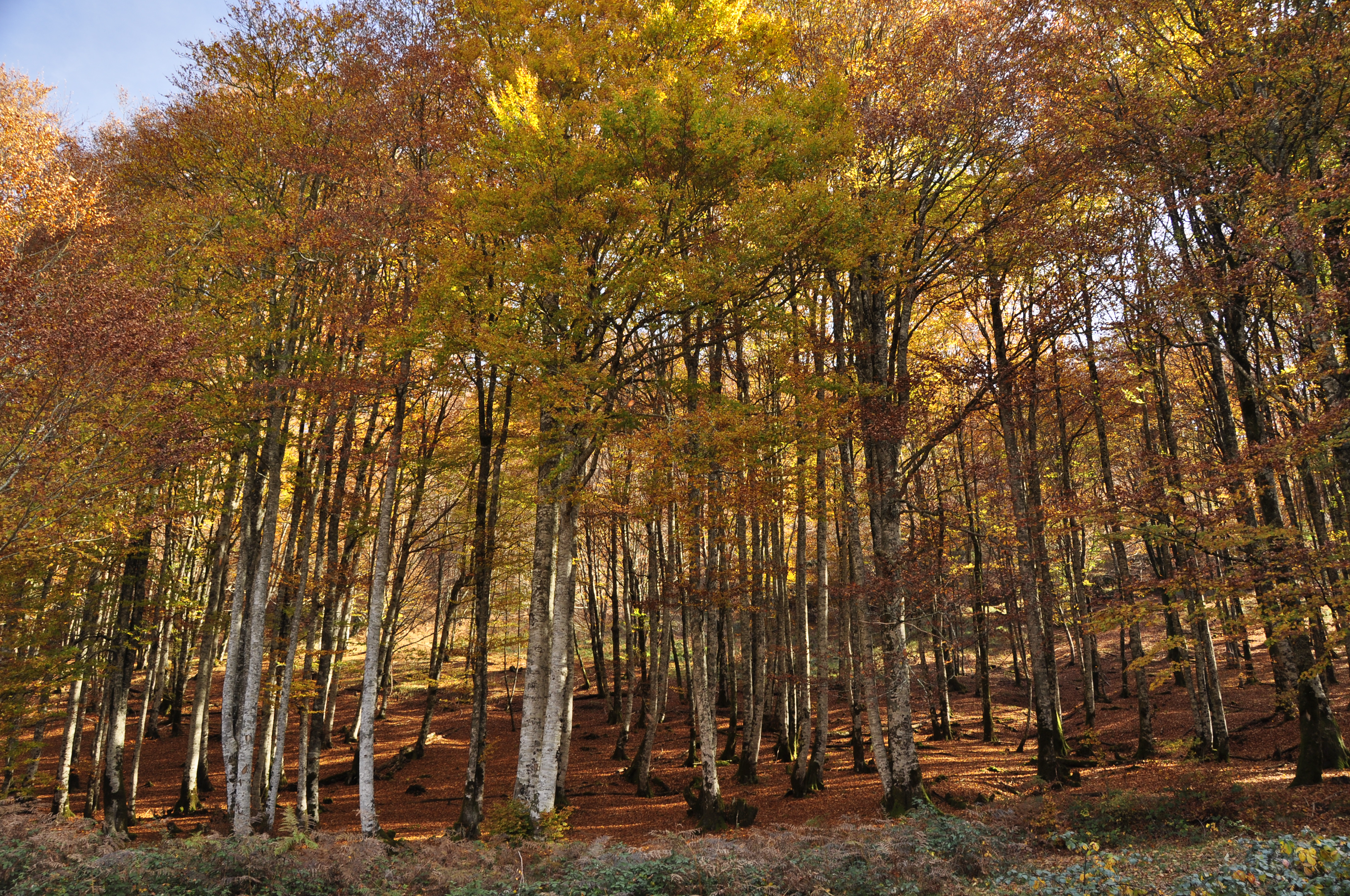 bosque de hayas